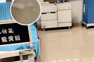 白殿鳳吃的蔬菜有哪些